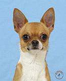 Chihuahua  9W092D-032